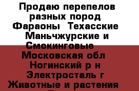 Продаю перепелов разных пород: Фараоны, Техасские, Маньчжурские и Смокинговые.  - Московская обл., Ногинский р-н, Электросталь г. Животные и растения » Птицы   